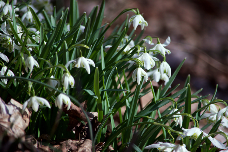 Illustration for article titled First Signs of Spring